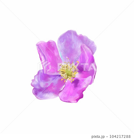 Pink rosehip flower isolated on white background. Watercolor illustration. Wedding invitations, greeting cards, cosmetic and food packaging. Pink rosehip flower isolated on white background. Watercolor illustration. Wedding invitations, greeting cards, cosmetic and food packaging. 104217288