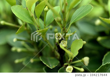 イヌツゲの雌花 104217644