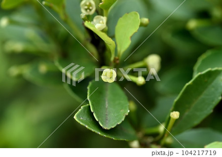 イヌツゲの雌花 104217719