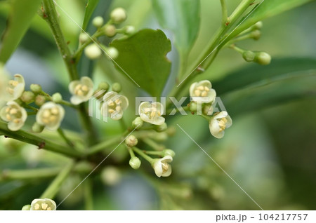 イヌツゲの雄花 104217757