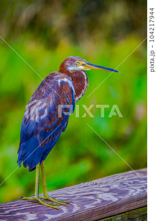 Green Heron Green Heron 104217944