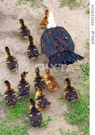 Muscovy duck hen with ducklings go in the poultry Muscovy duck hen with ducklings go in the poultry 104218034