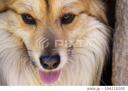 Closeup portrait of cute mutt dog. The muzzle of a mongrel with red hair Closeup portrait of cute mutt dog. The muzzle of a mongrel with red hair 104218200