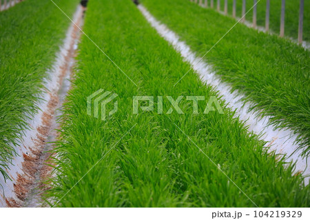 ニラのハウス栽培 104219329