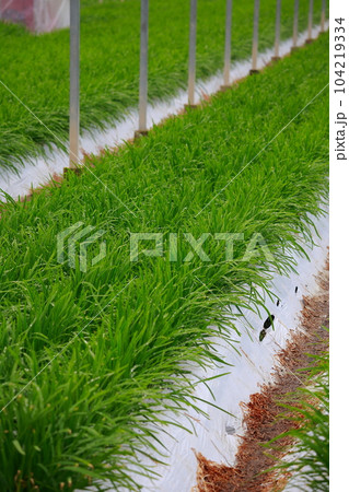 ニラのハウス栽培 104219334