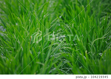 ニラのハウス栽培 104219345