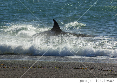 Orca patrolling the coast,Peninsula Valdes, Patagonia Argentina 104219387