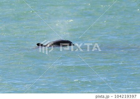 Orcas swimming on the surface, Peninsula Valdes, Patagonia Argentina Orcas swimming on the surface, Peninsula Valdes, Patagonia Argentina 104219397