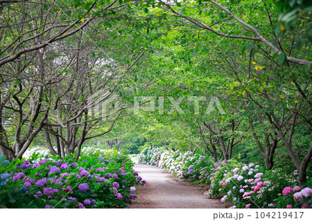 野市の紫陽花 野市の紫陽花 104219417
