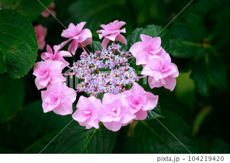 野市の紫陽花 104219420