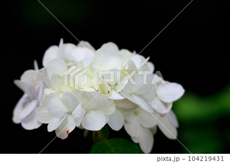 野市の紫陽花 104219431