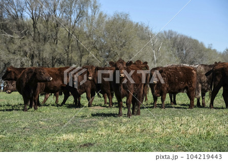 Export cows production in the Argentine countryside, Buenos Aires Province, Argentina.. Export cows production in the Argentine countryside, Buenos Aires Province, Argentina.. 104219443