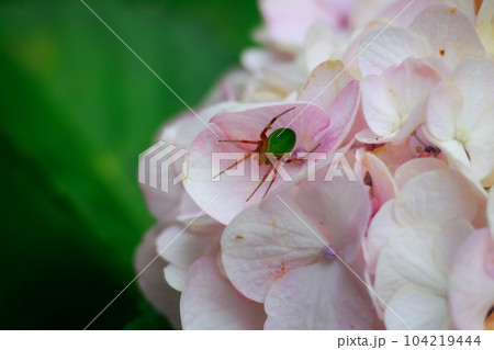 紫陽花と蜘蛛 紫陽花と蜘蛛 104219444