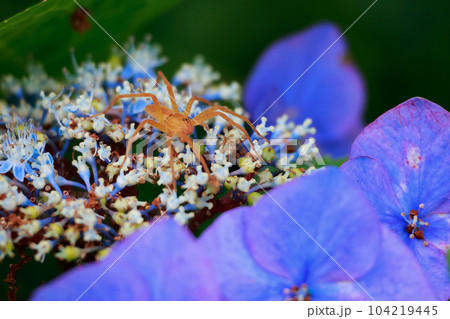 紫陽花と蜘蛛 紫陽花と蜘蛛 104219445