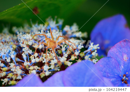 紫陽花と蜘蛛 104219447