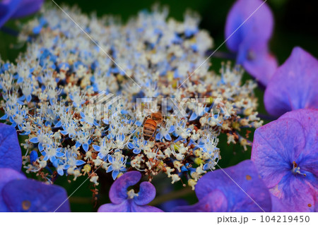 紫陽花と蜂 104219450