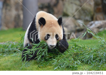 おいしそうに竹を食べる海浜 104219451