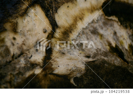 mould from the wall in the houseoff wallpapers damaged by fungus mould from the wall in the houseoff wallpapers damaged by fungus 104219538