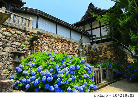 【京都府】紫陽花が満開の楊谷寺（柳谷観音） 104219582