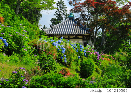 【京都府】紫陽花が満開の西山善峯寺の白山 桜あじさい苑 104219593