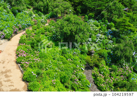 【京都府】紫陽花が満開の西山善峯寺の白山 桜あじさい苑 【京都府】紫陽花が満開の西山善峯寺の白山 桜あじさい苑 104219597