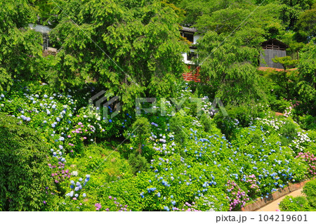 【京都府】紫陽花が満開の西山善峯寺の白山 桜あじさい苑 104219601
