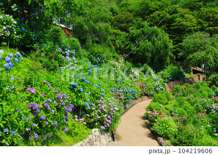 【京都府】紫陽花が満開の西山善峯寺の白山 桜あじさい苑 【京都府】紫陽花が満開の西山善峯寺の白山 桜あじさい苑 104219606