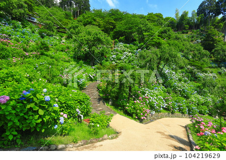 【京都府】紫陽花が満開の西山善峯寺の白山 桜あじさい苑 104219629