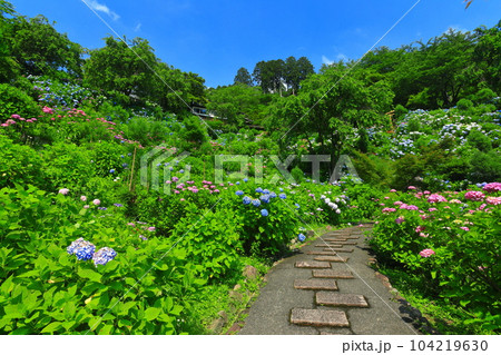 【京都府】紫陽花が満開の西山善峯寺の白山 桜あじさい苑 104219630