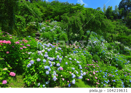 【京都府】紫陽花が満開の西山善峯寺の白山 桜あじさい苑 104219631