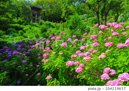 【京都府】紫陽花が満開の西山善峯寺の白山 桜あじさい苑 104219637