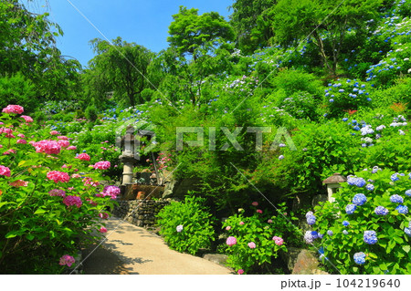 【京都府】紫陽花が満開の西山善峯寺の白山 桜あじさい苑 104219640