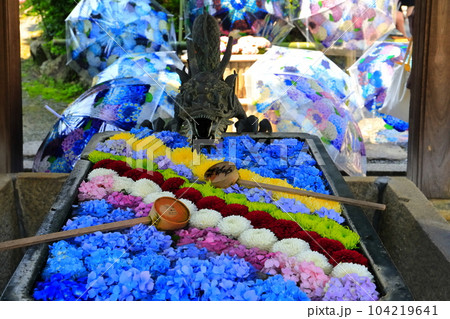 【京都府】楊谷寺（柳谷観音）の花手水紫陽花 104219641