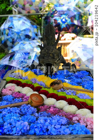 【京都府】楊谷寺（柳谷観音）の花手水紫陽花 104219642
