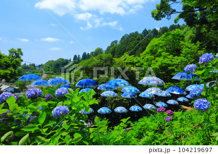 【京都府】楊谷寺（柳谷観音）の紫陽花とパラソル 104219697