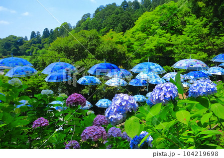 【京都府】楊谷寺（柳谷観音）の紫陽花とパラソル 104219698