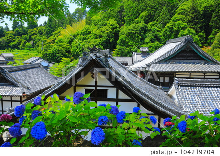 【京都府】紫陽花が満開の楊谷寺（柳谷観音） 104219704