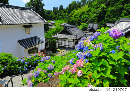 【京都府】紫陽花が満開の楊谷寺（柳谷観音） 104219707