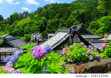 【京都府】紫陽花が満開の楊谷寺（柳谷観音） 104219708