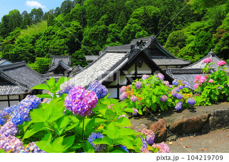 【京都府】紫陽花が満開の楊谷寺（柳谷観音） 104219709