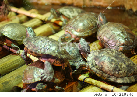 young turtle resting on rock  104219840