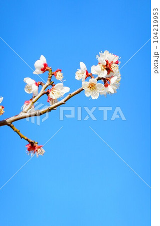 京都　梅と青空　壁紙 104219953