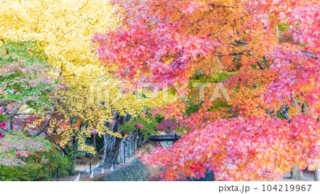「山梨県」河口湖畔　もみじ回廊の紅葉 104219967