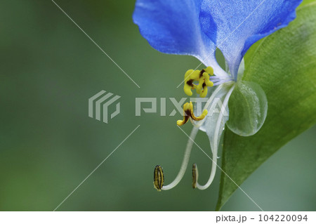6月の梅雨の時期に咲いた青い花のツユクサ 104220094
