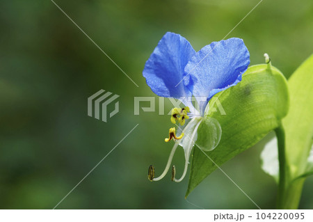 6月の梅雨の時期に咲いた青いツユクサの花 104220095