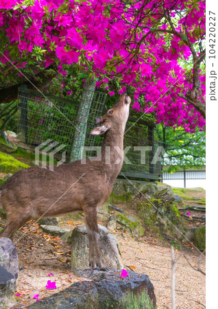 広島 5月の宮島にて、ツツジの匂いを嗅ぐ野生の鹿 広島 5月の宮島にて、ツツジの匂いを嗅ぐ野生の鹿 104220227