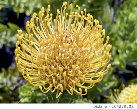 Blooming Leucospermum exotic plant Blooming Leucospermum exotic plant 104220302
