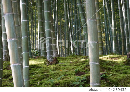京都嵐山 竹林と苔の風景 京都嵐山 竹林と苔の風景 104220432