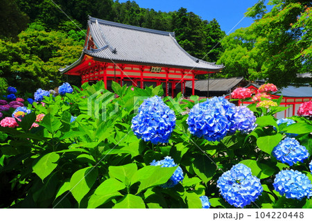 【大阪府】紫陽花が満開の勝尾寺の本堂 【大阪府】紫陽花が満開の勝尾寺の本堂 104220448