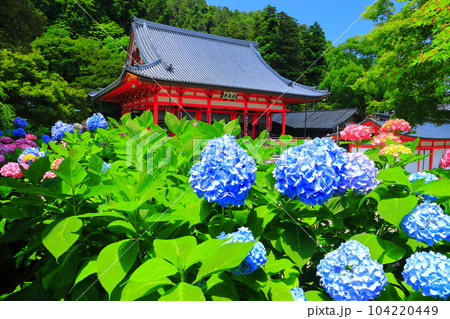【大阪府】紫陽花が満開の勝尾寺の本堂 【大阪府】紫陽花が満開の勝尾寺の本堂 104220449